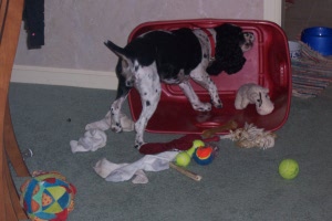 Lexus cleans out her toybox